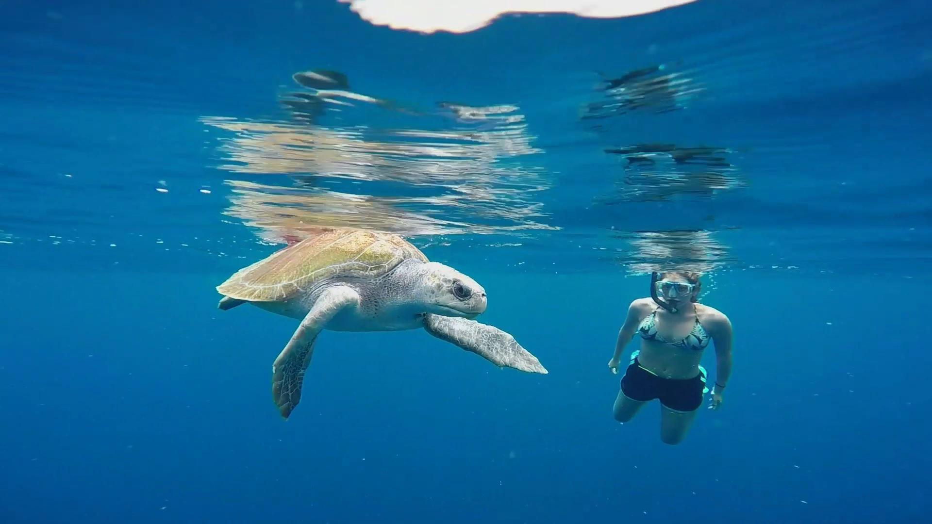 Tortuga Golfina