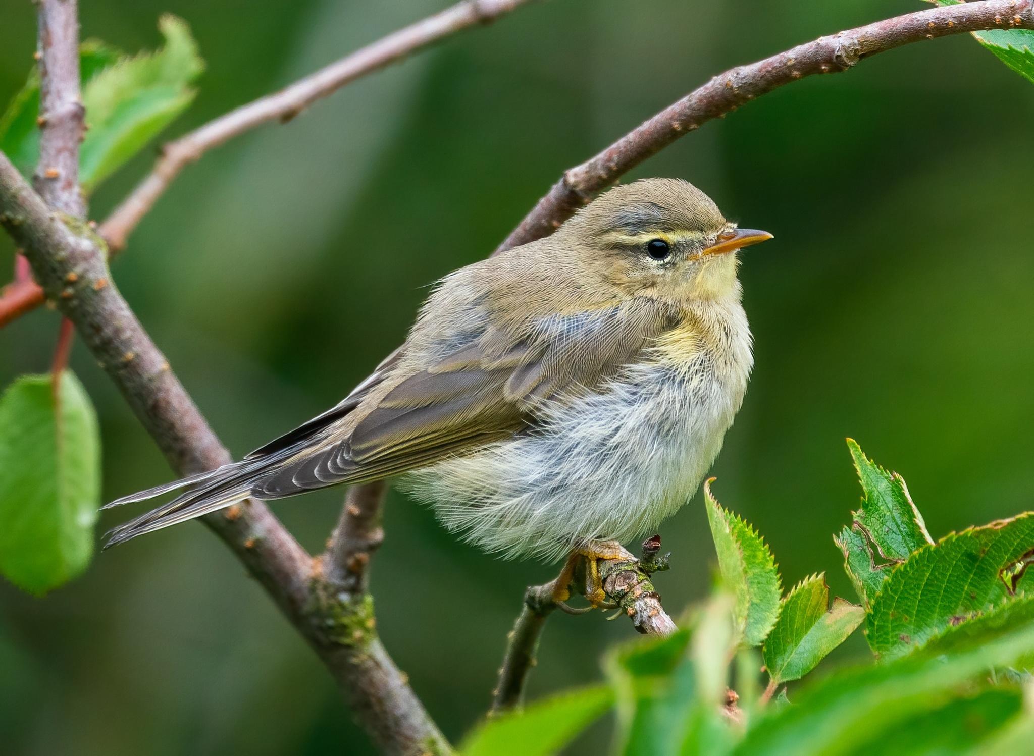 Mosquitero silbador