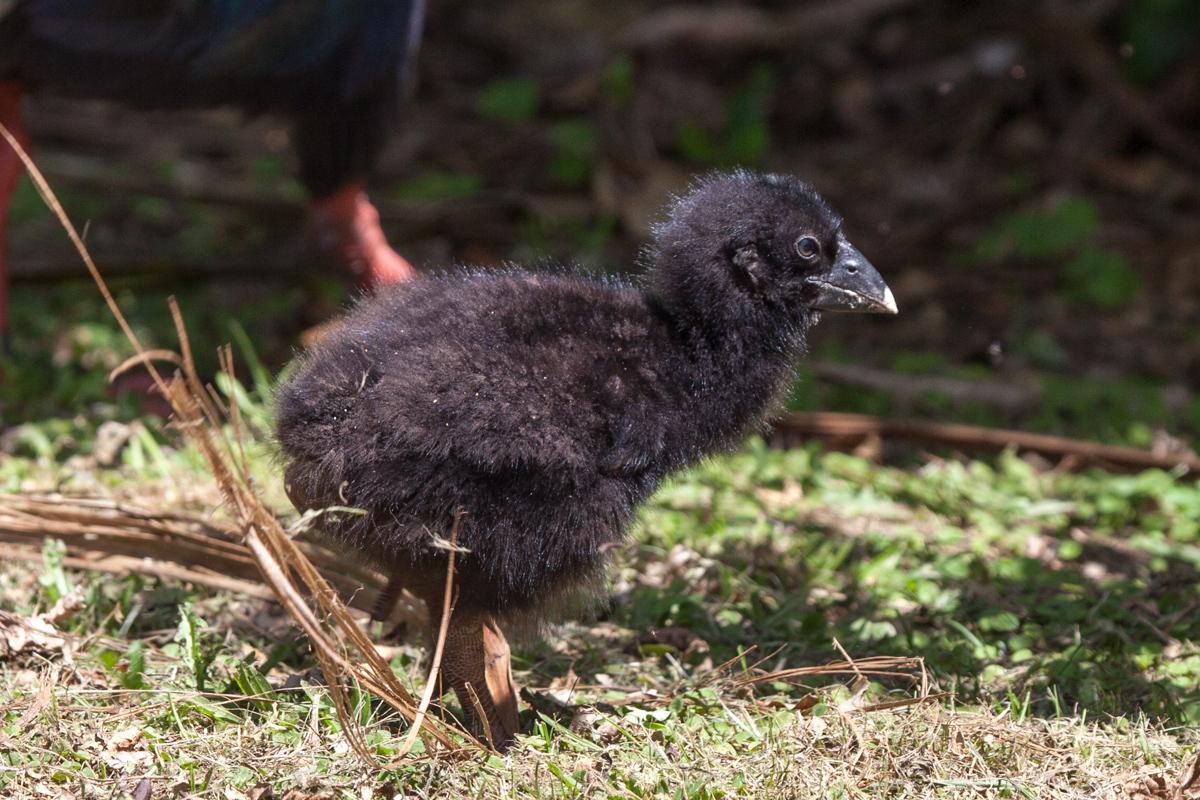 Calamón Takahe