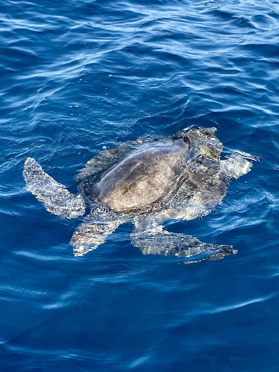 Tortuga Golfina