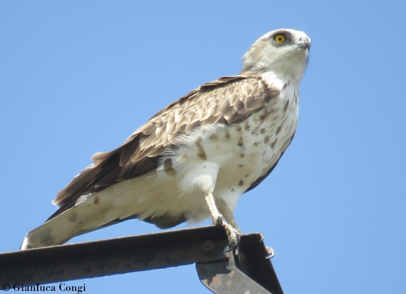 Culebrera europea
