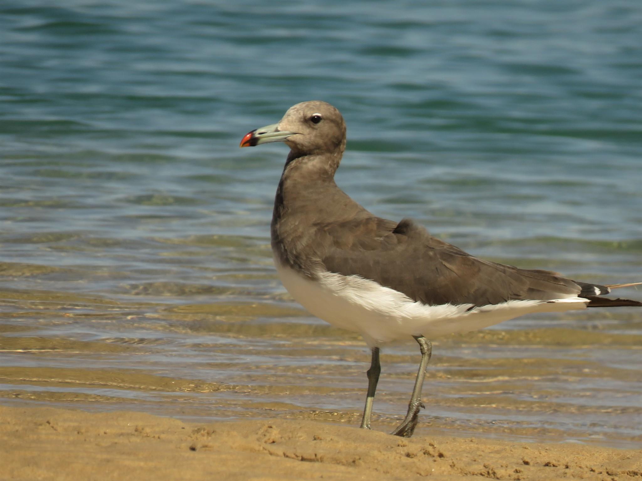 Gaviota Cejiblanca