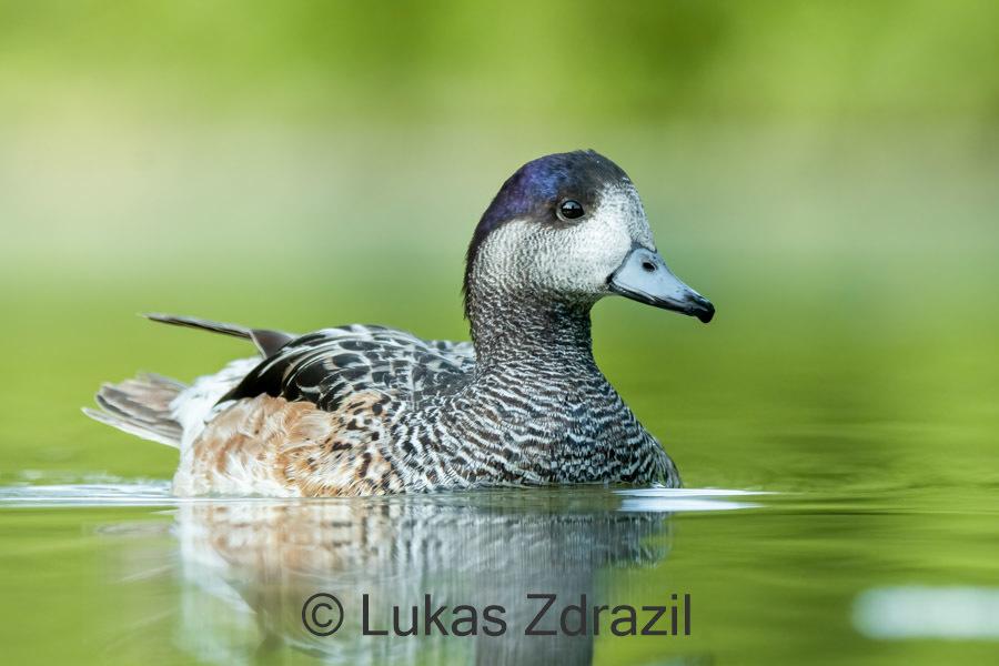 Pato Overo