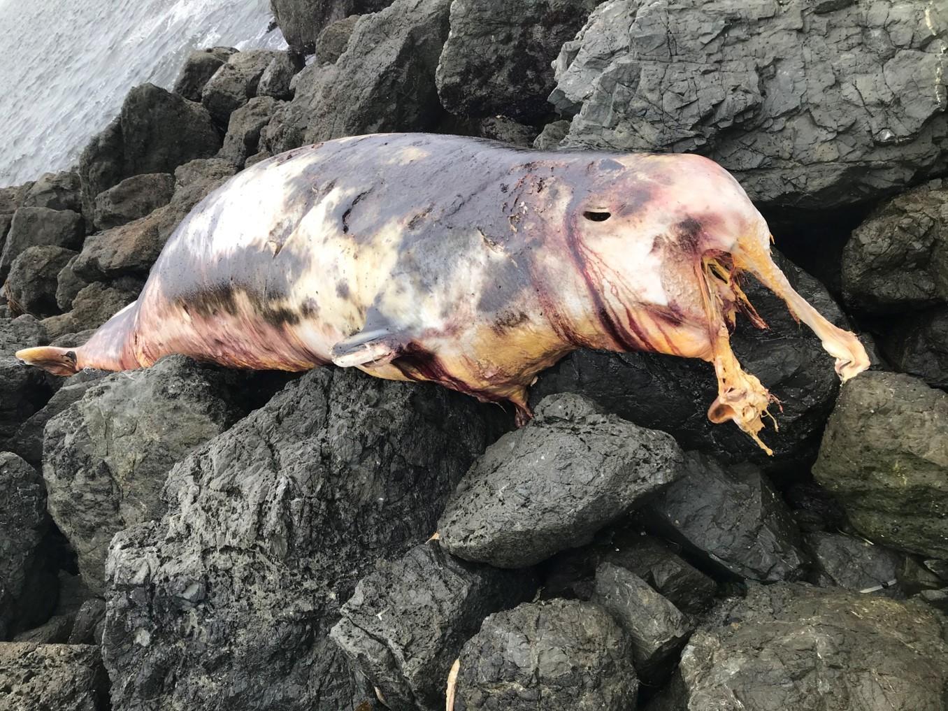 Ballena-picuda de Hubb