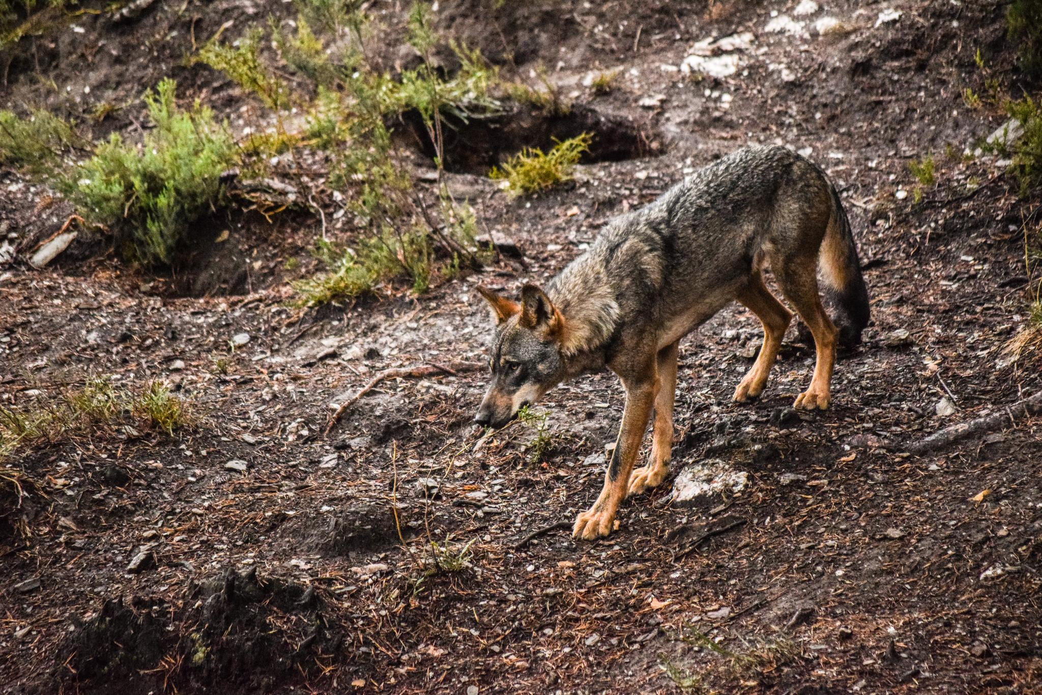 Iberian Wolf