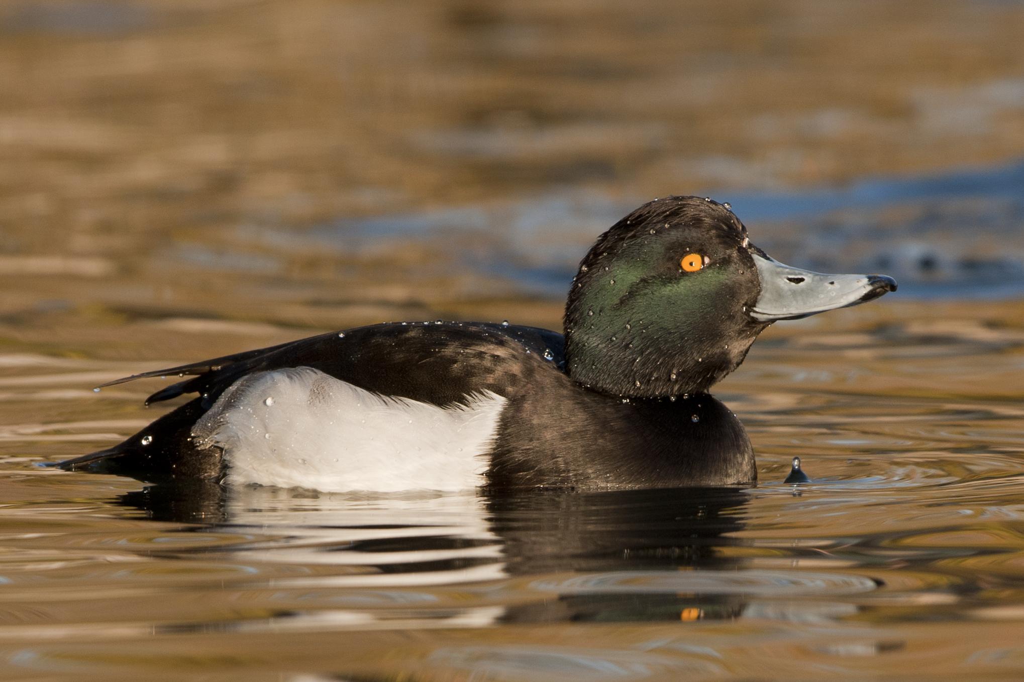 Pato de copete