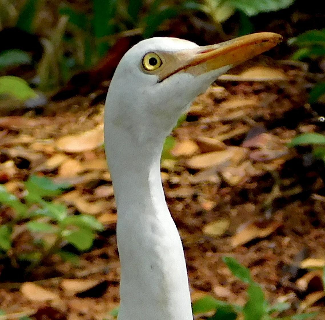 garza ganadera oriental