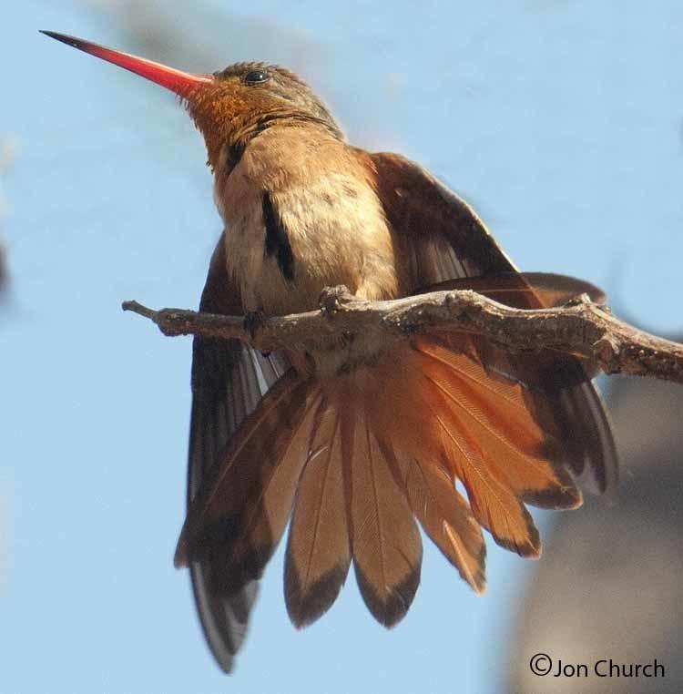 Cinnamon Hummingbird