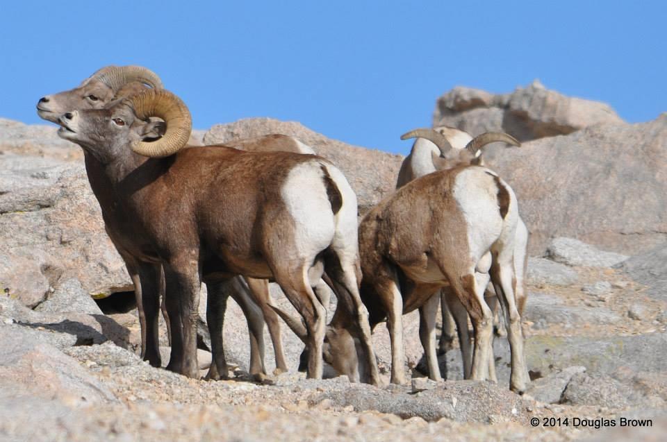 Borrego cimarrón