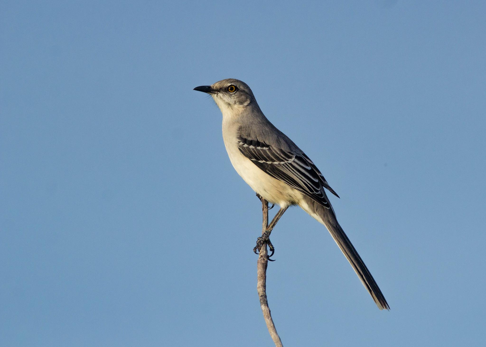 Tropical Mockingbird