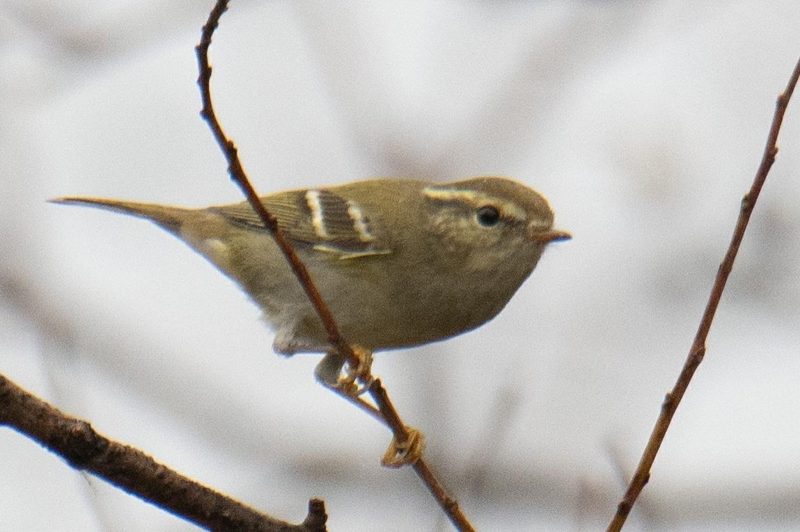 Mosquitero Cejas Amarillas