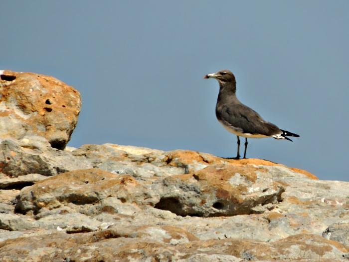 Gaviota Cejiblanca