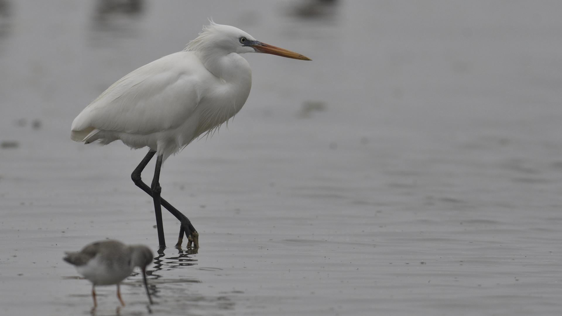 Chinese Egret