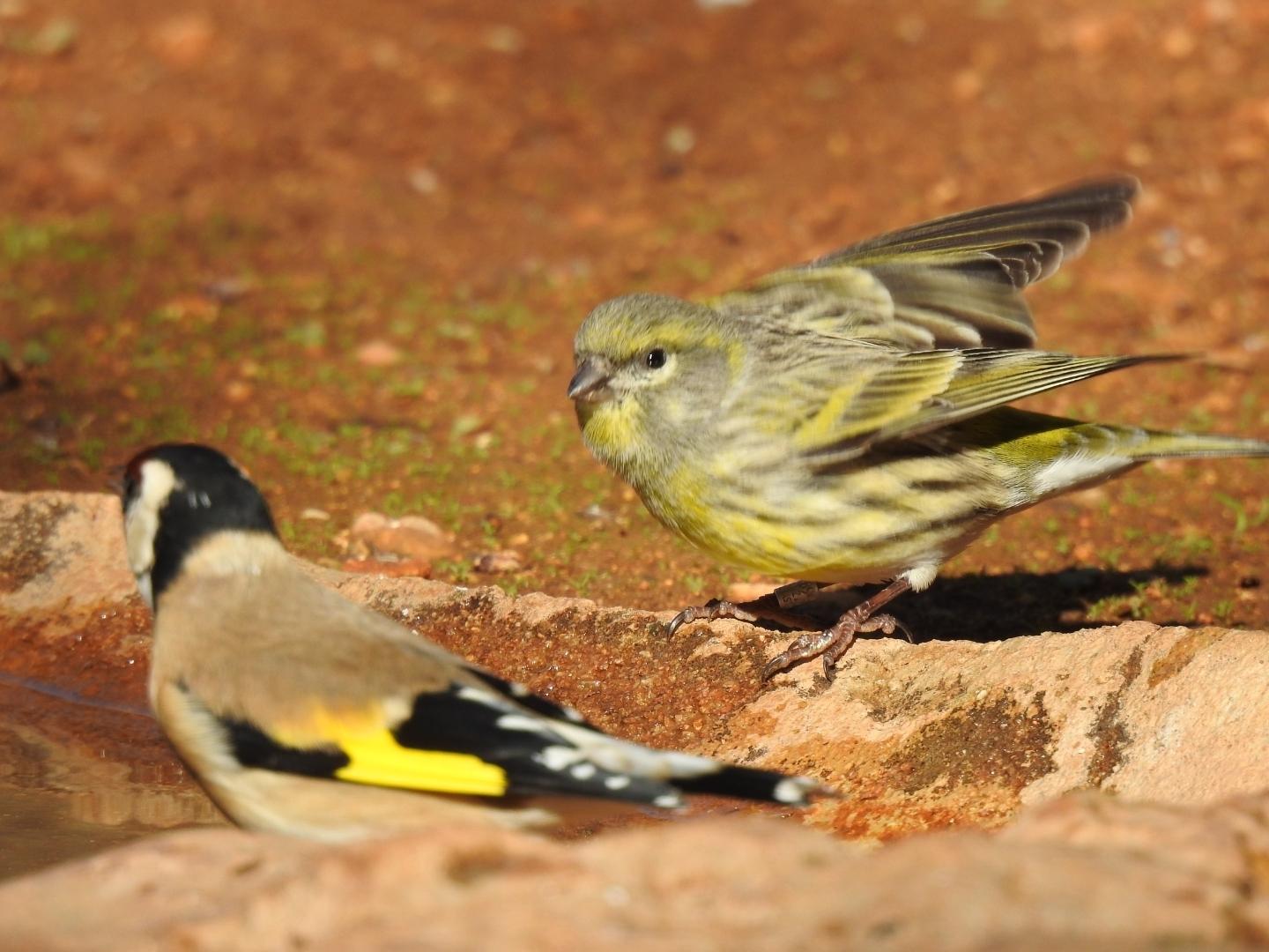 European Serin