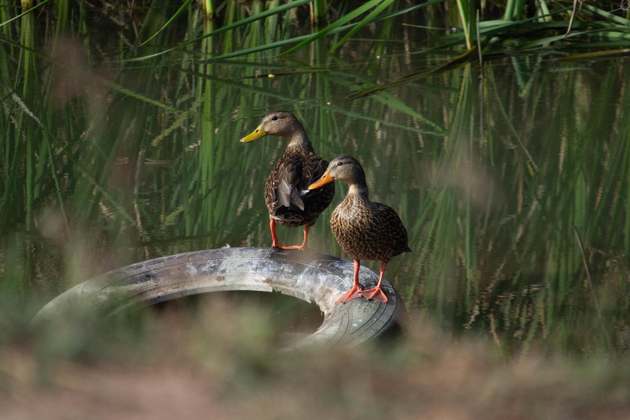 Mexican Duck