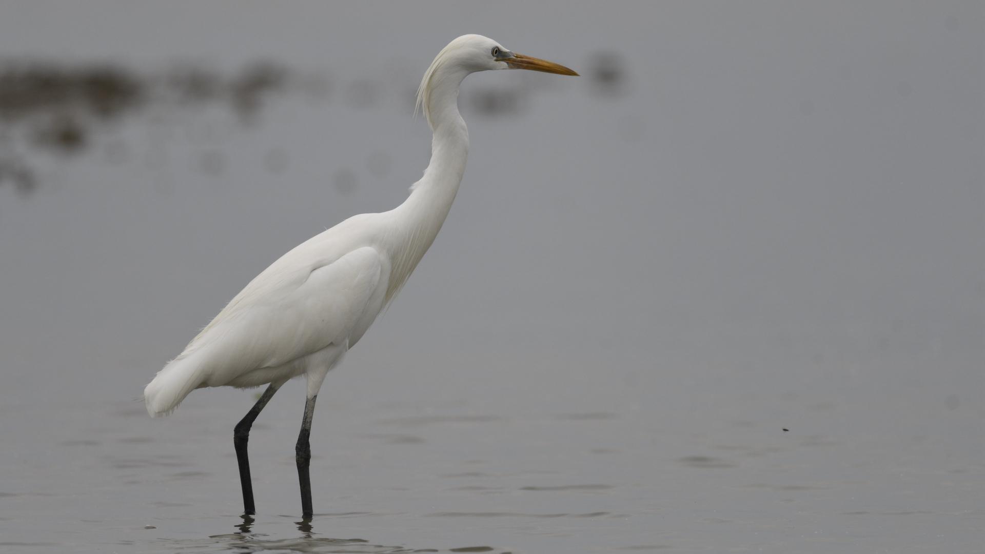 Chinese Egret