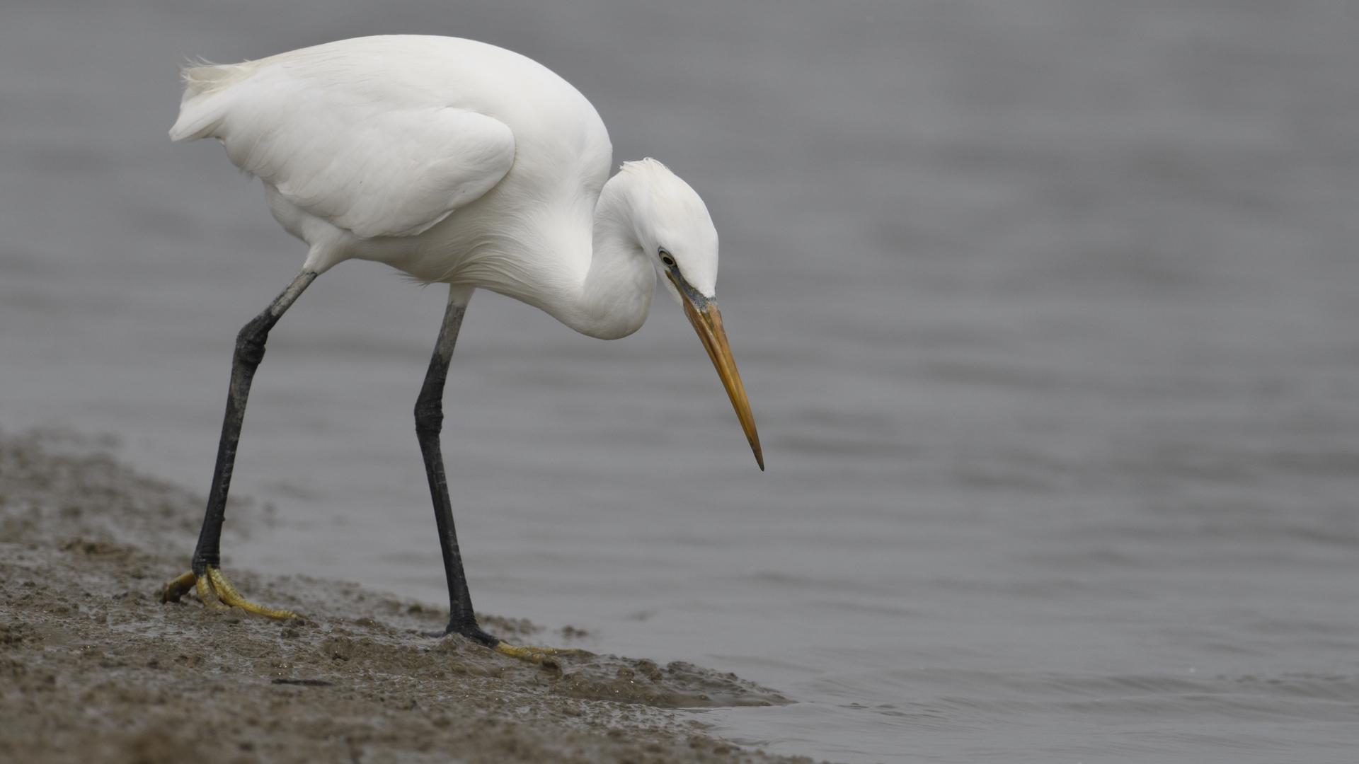 Chinese Egret
