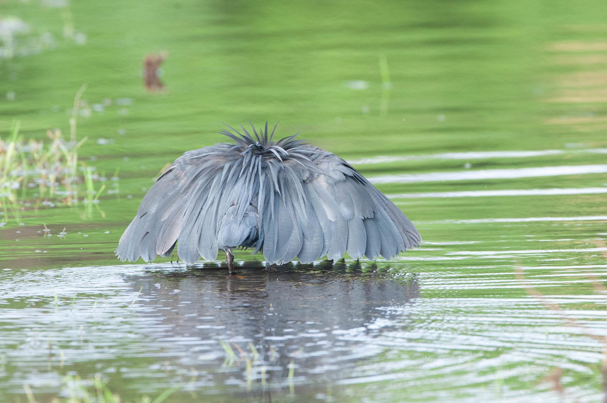 Black Heron