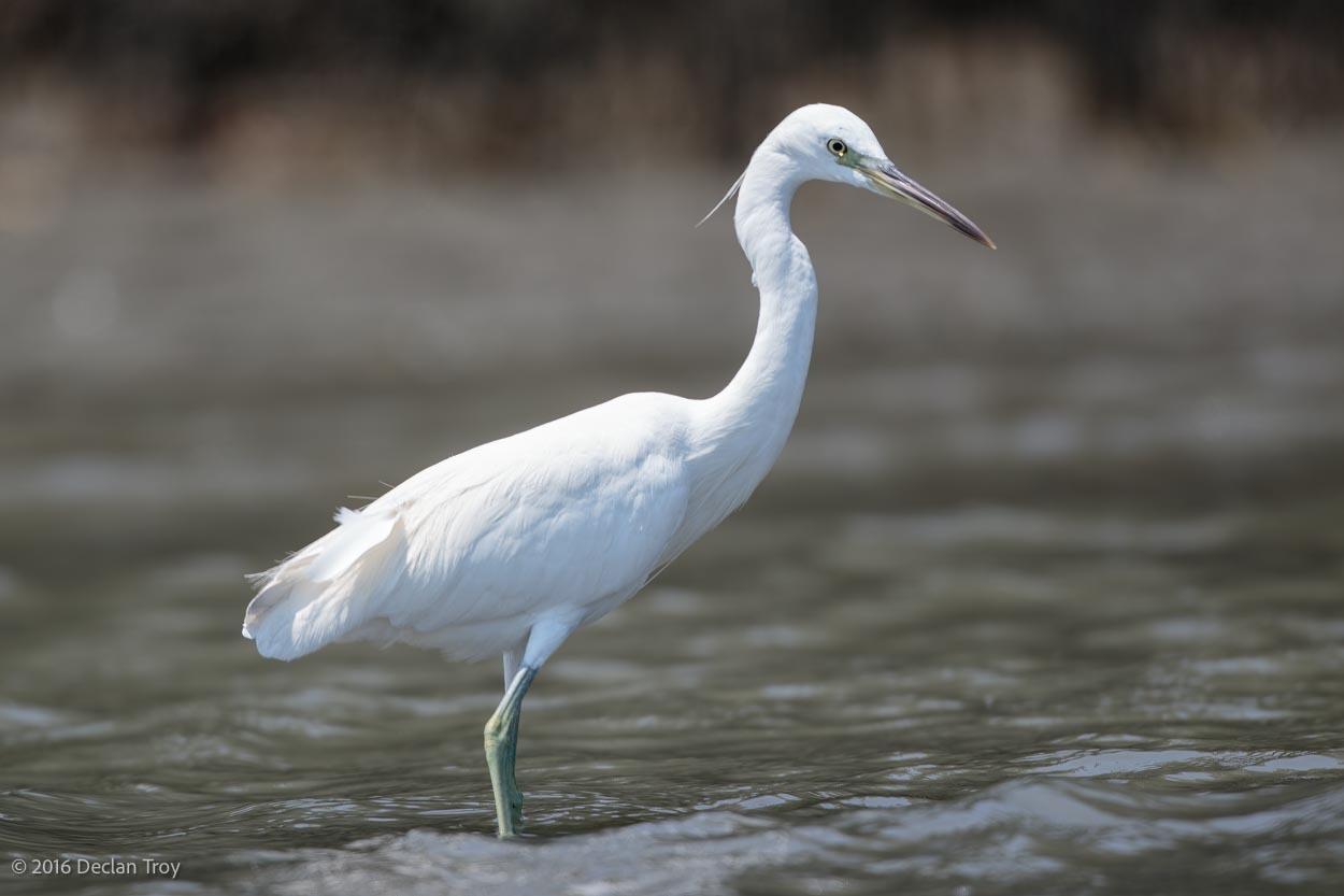 Chinese Egret