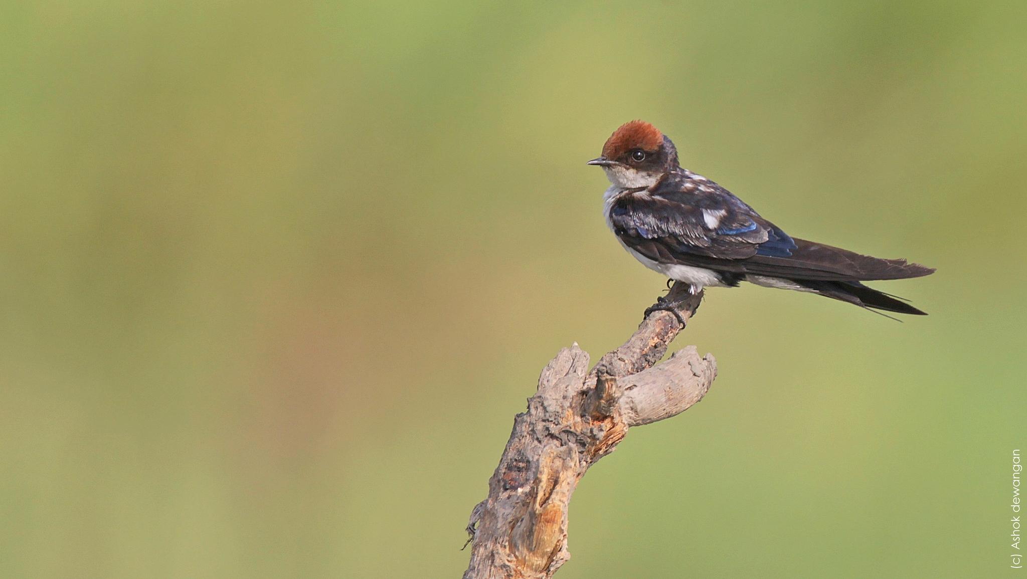 Golondrina colilarga