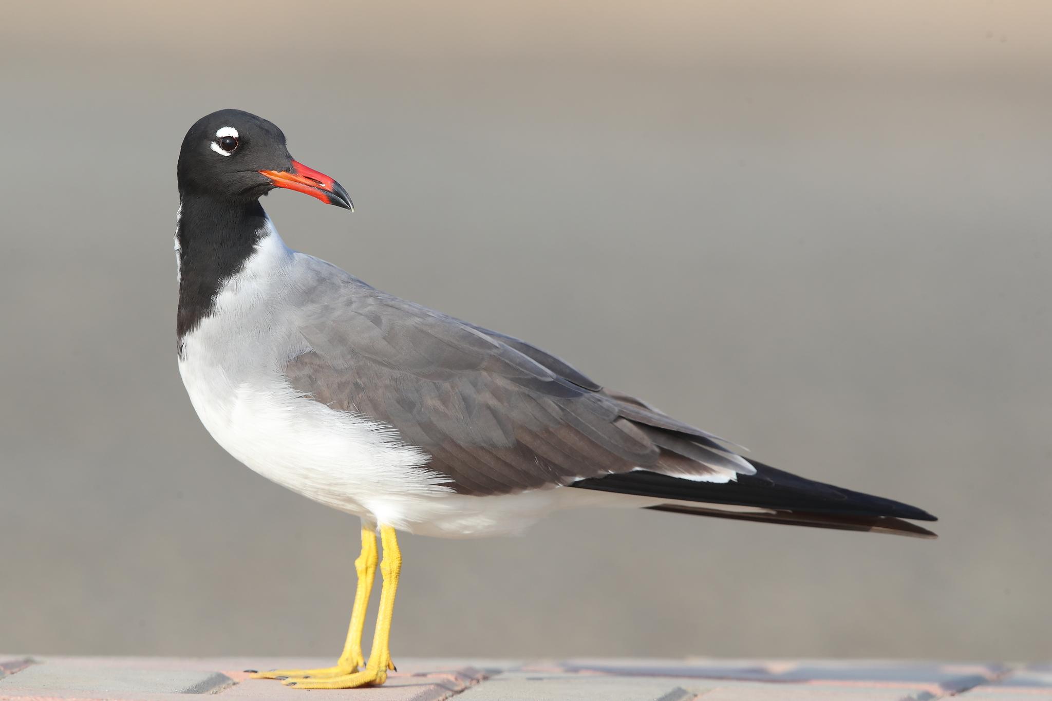 Gaviota Ojiblanca