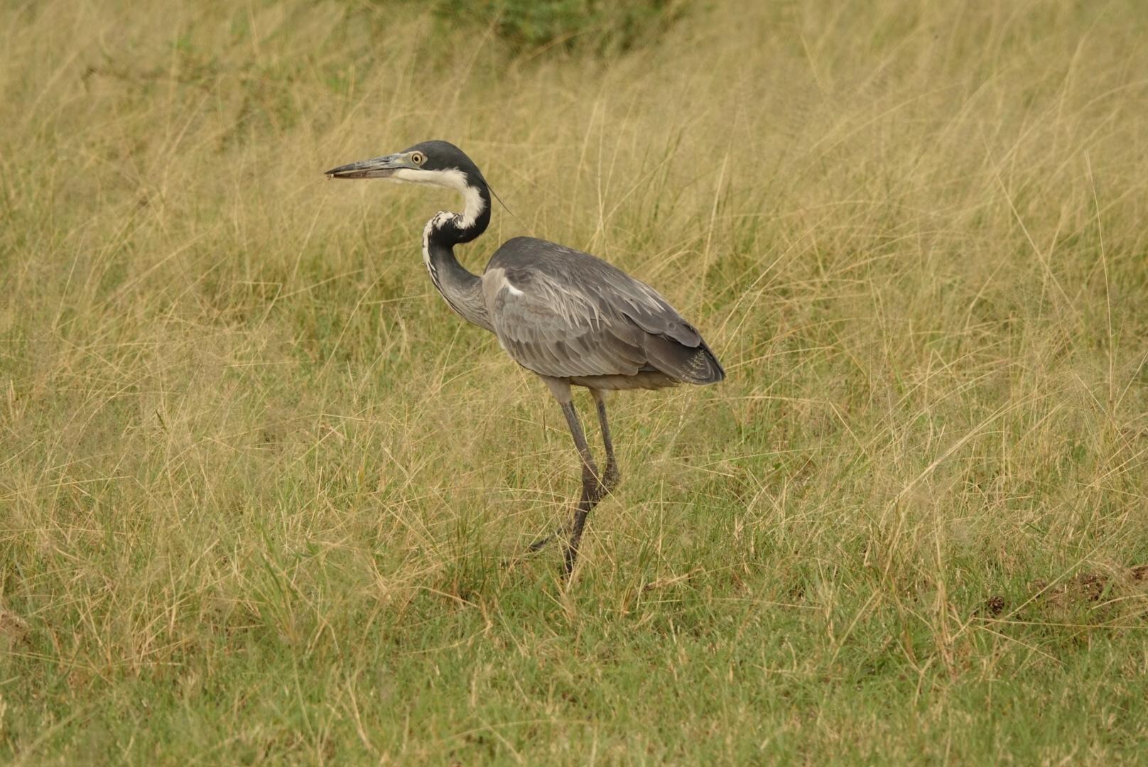 Black-headed Heron