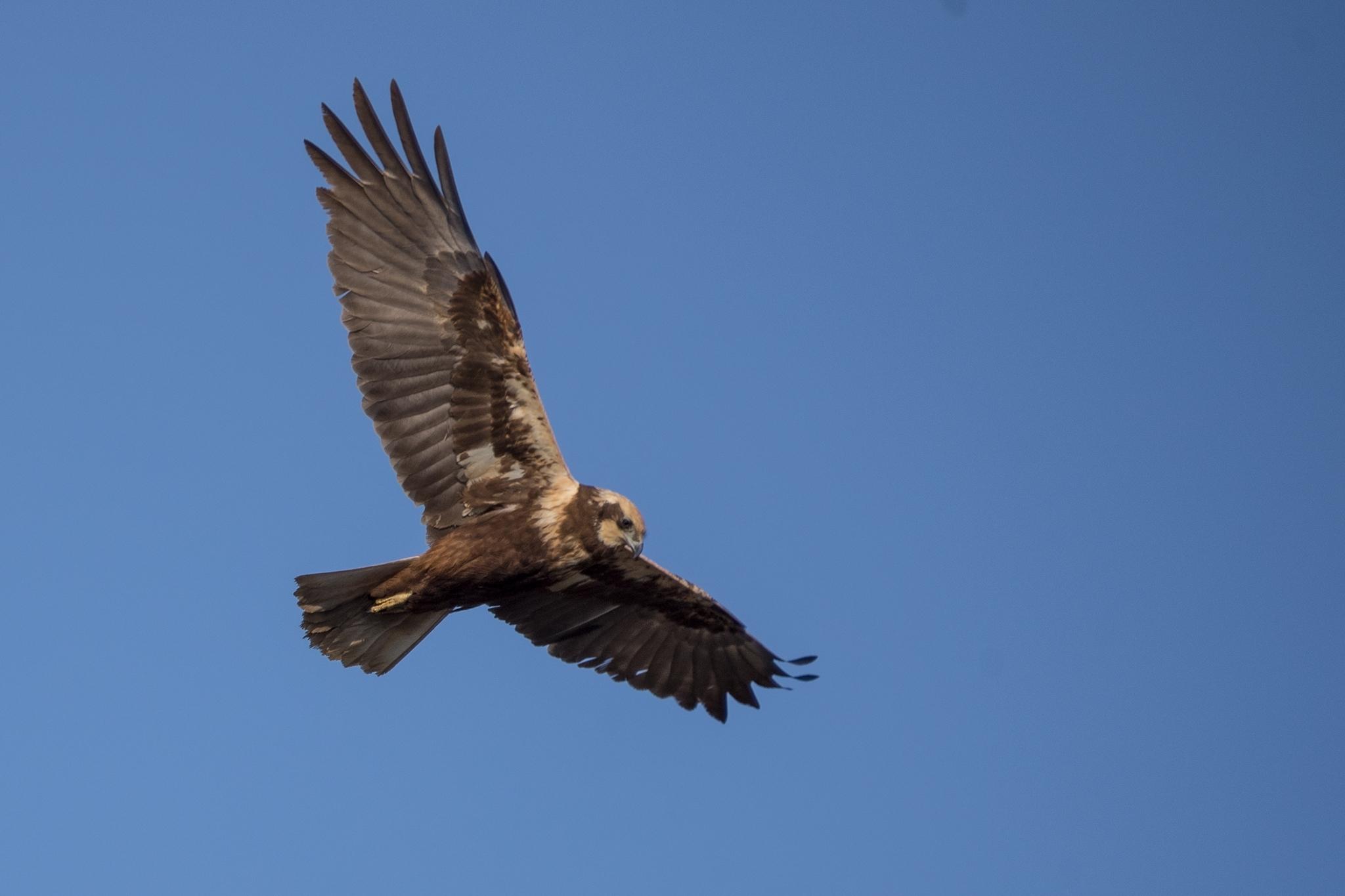 Aguilucho lagunero occidental