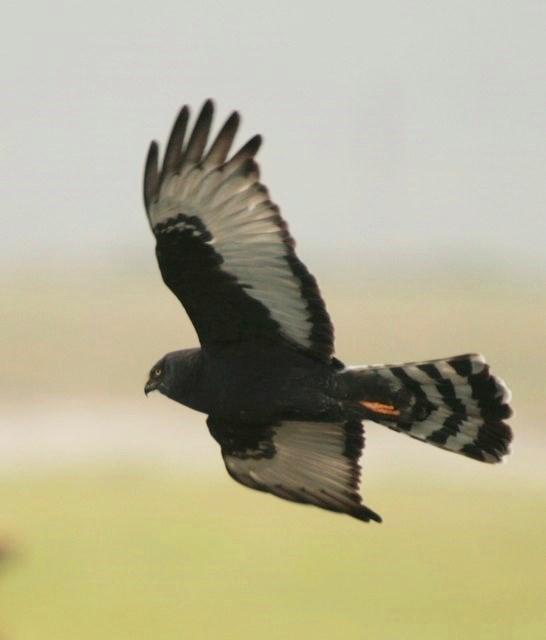Aguilucho negro