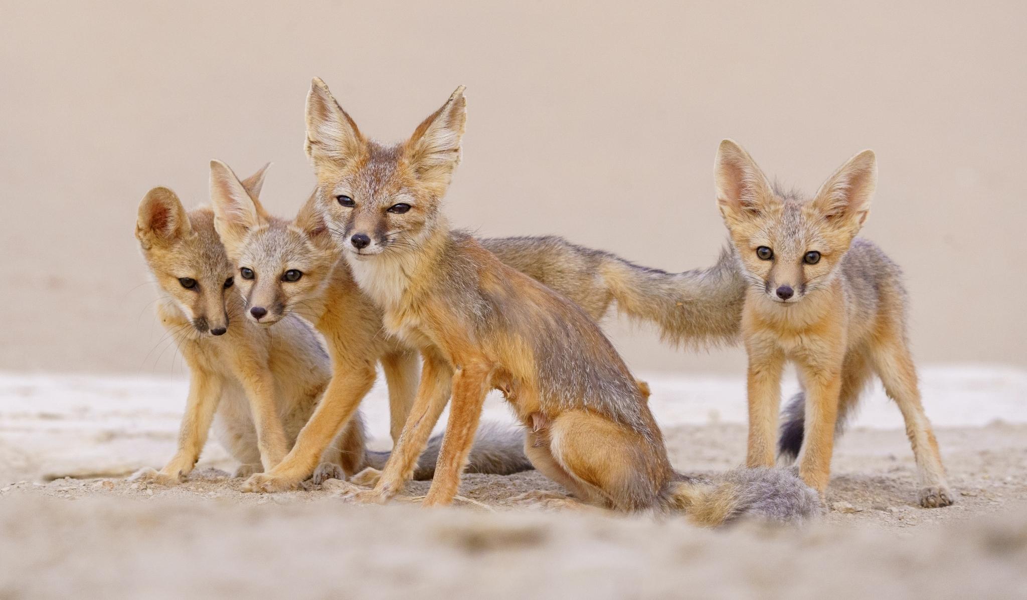 Kit Fox