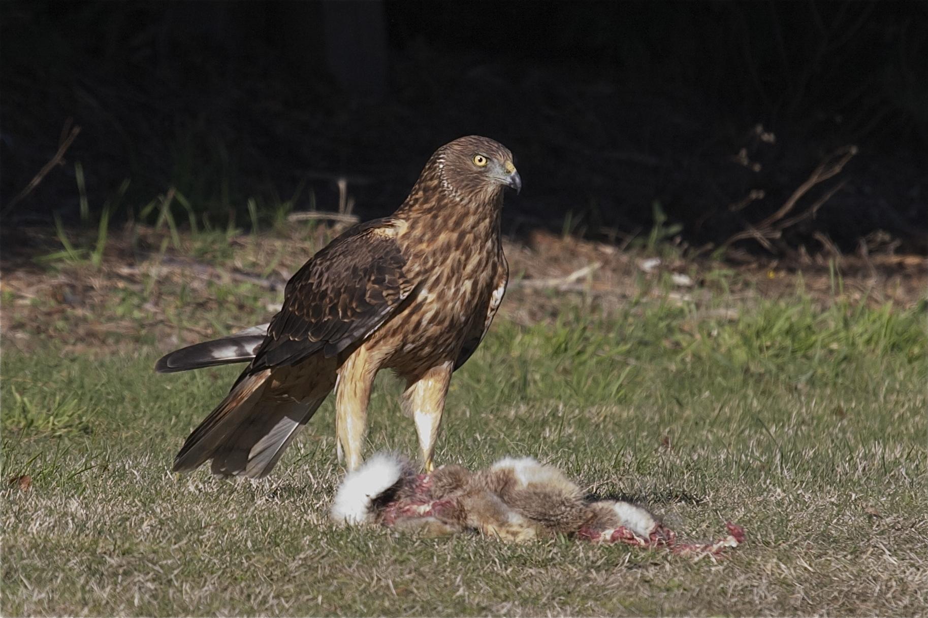 Aguilucho lagunero del Pacífico