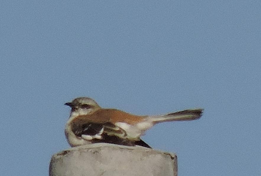 Brown-backed Mockingbird