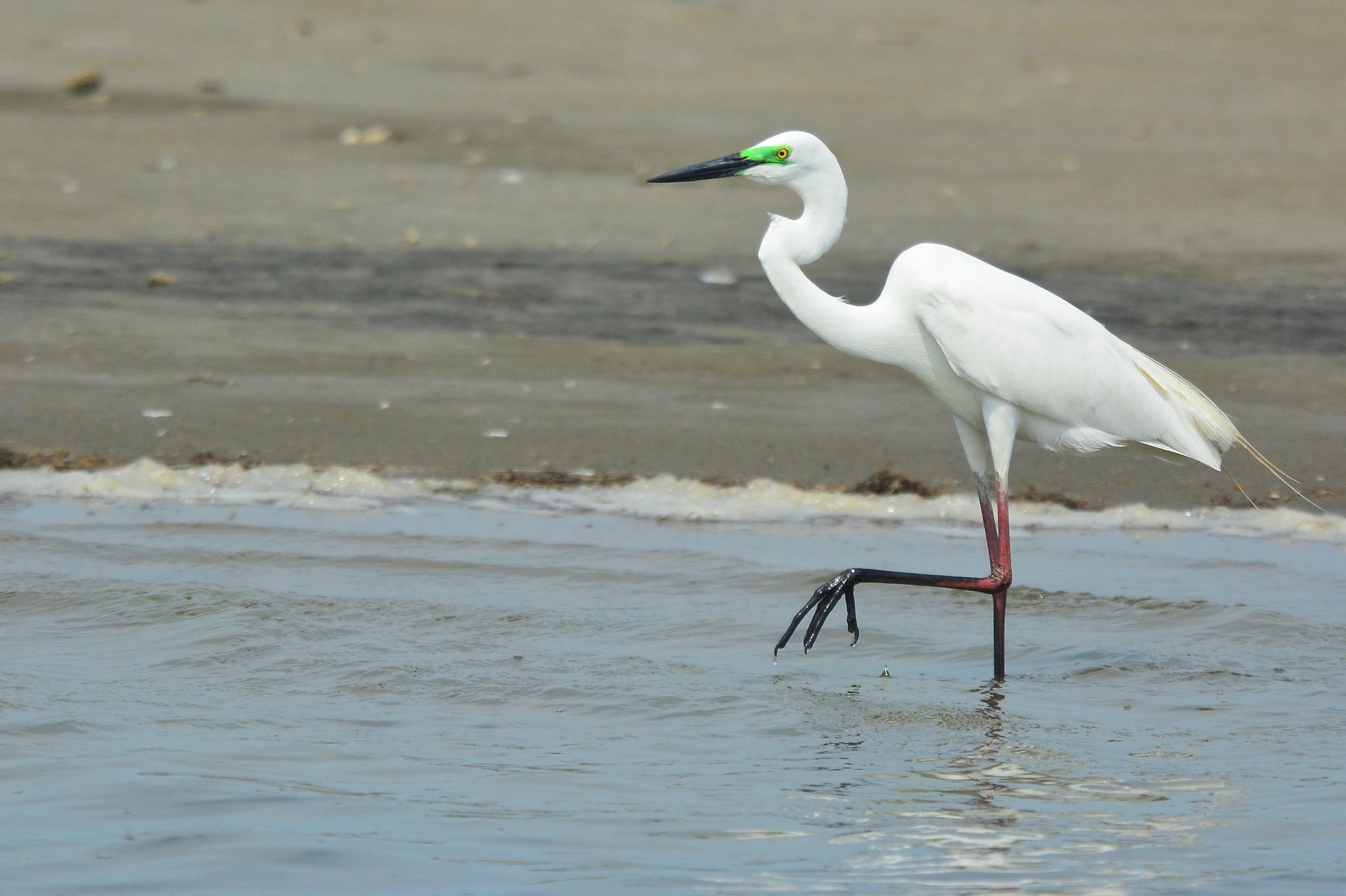 Garza blanca