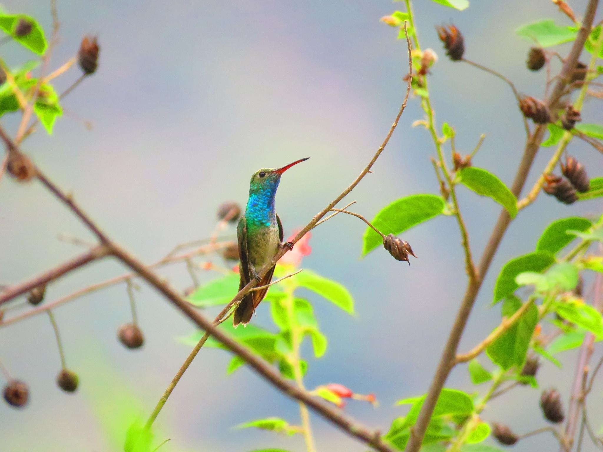 Honduran Emerald