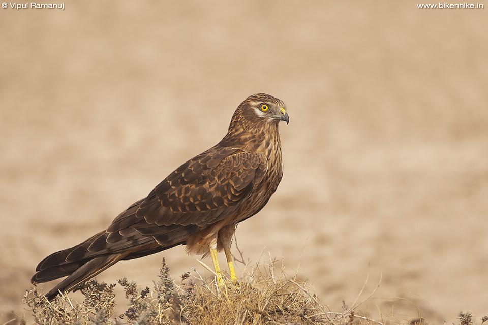 Aguilucho cenizo