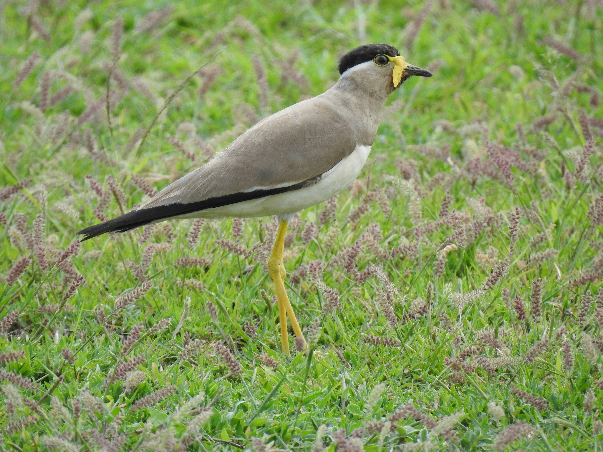Avefría Malabar