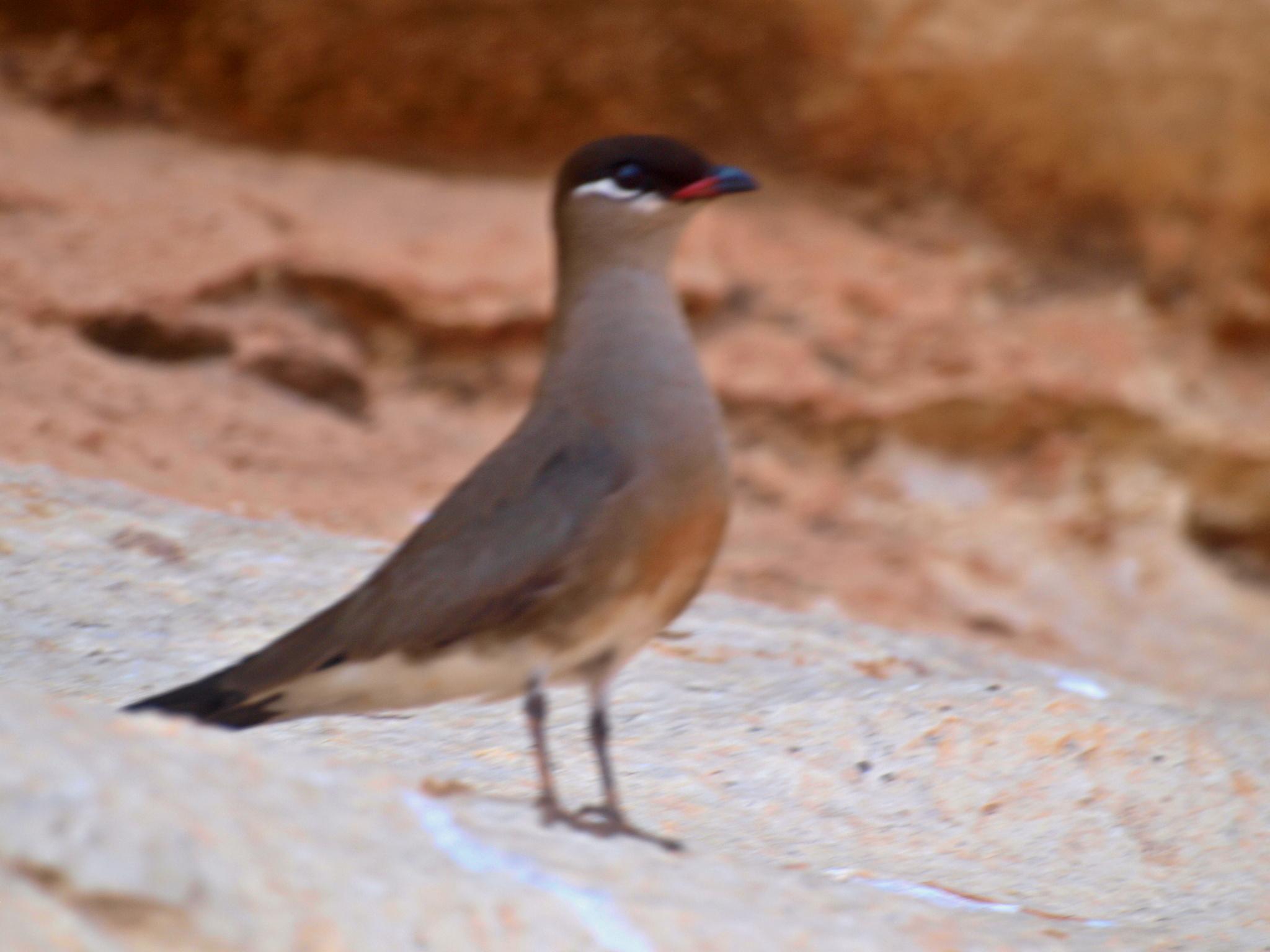 Canastera Malgache