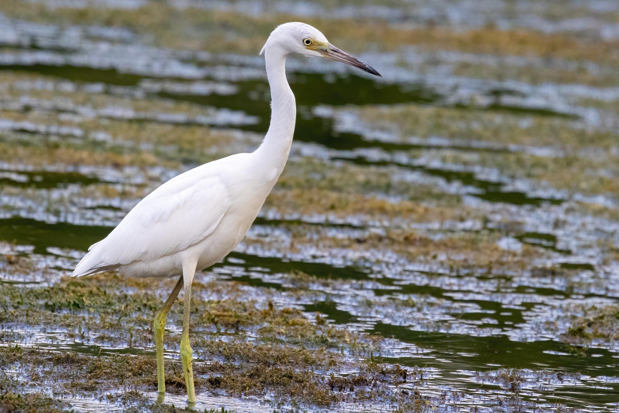 Little Blue Heron