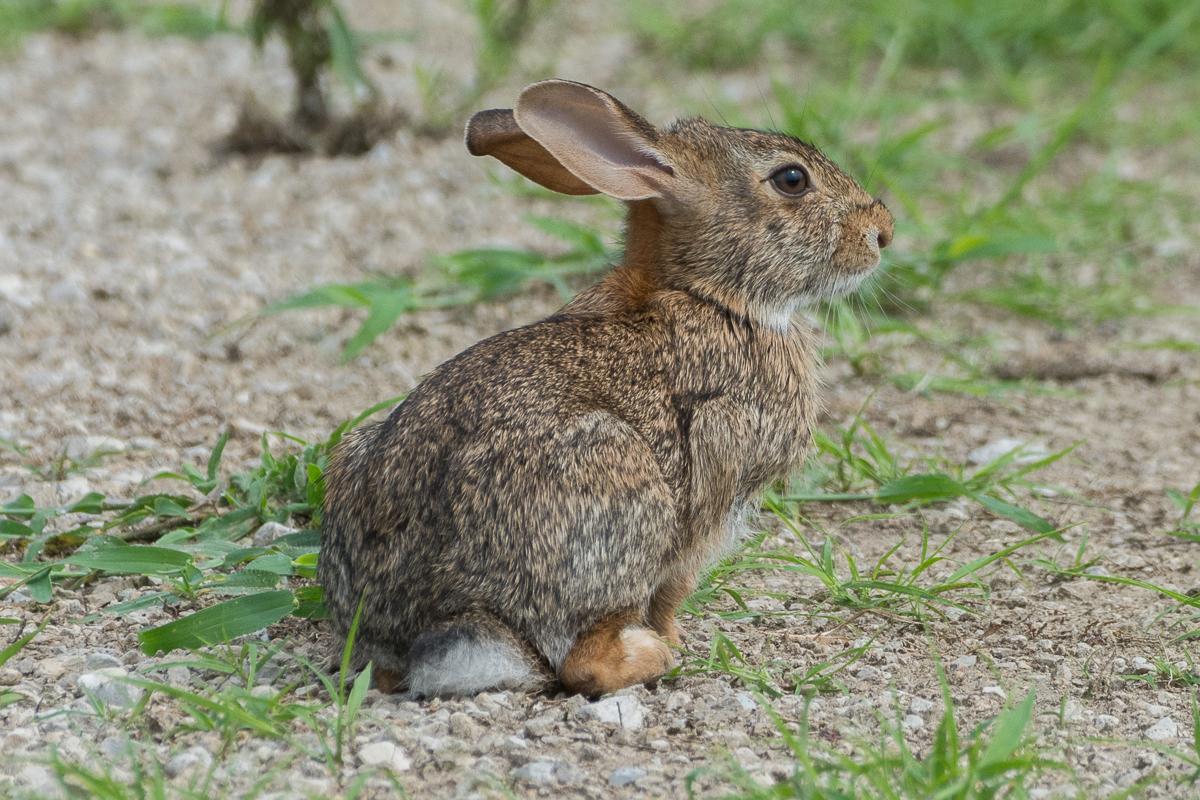 Liebres y conejos