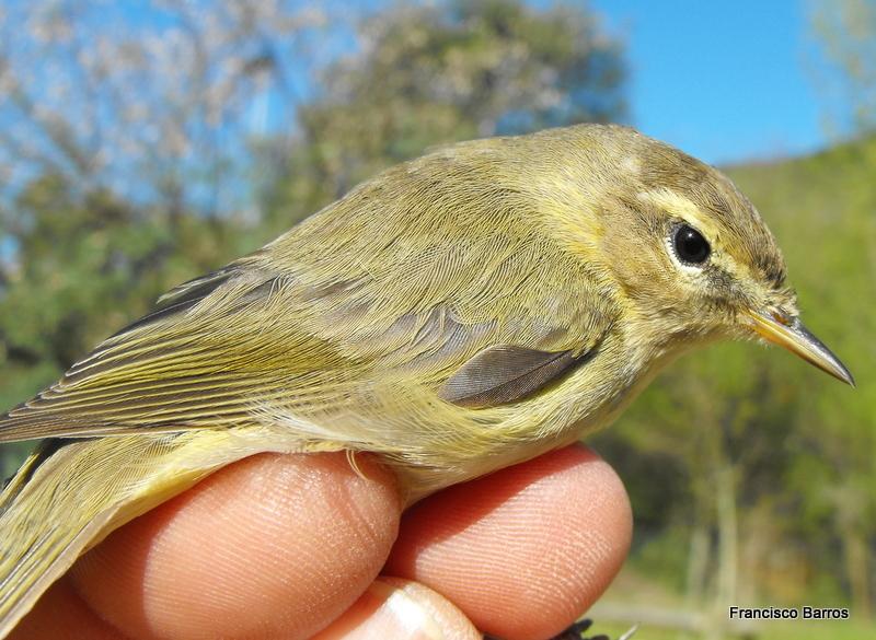 Mosquitero ibérico