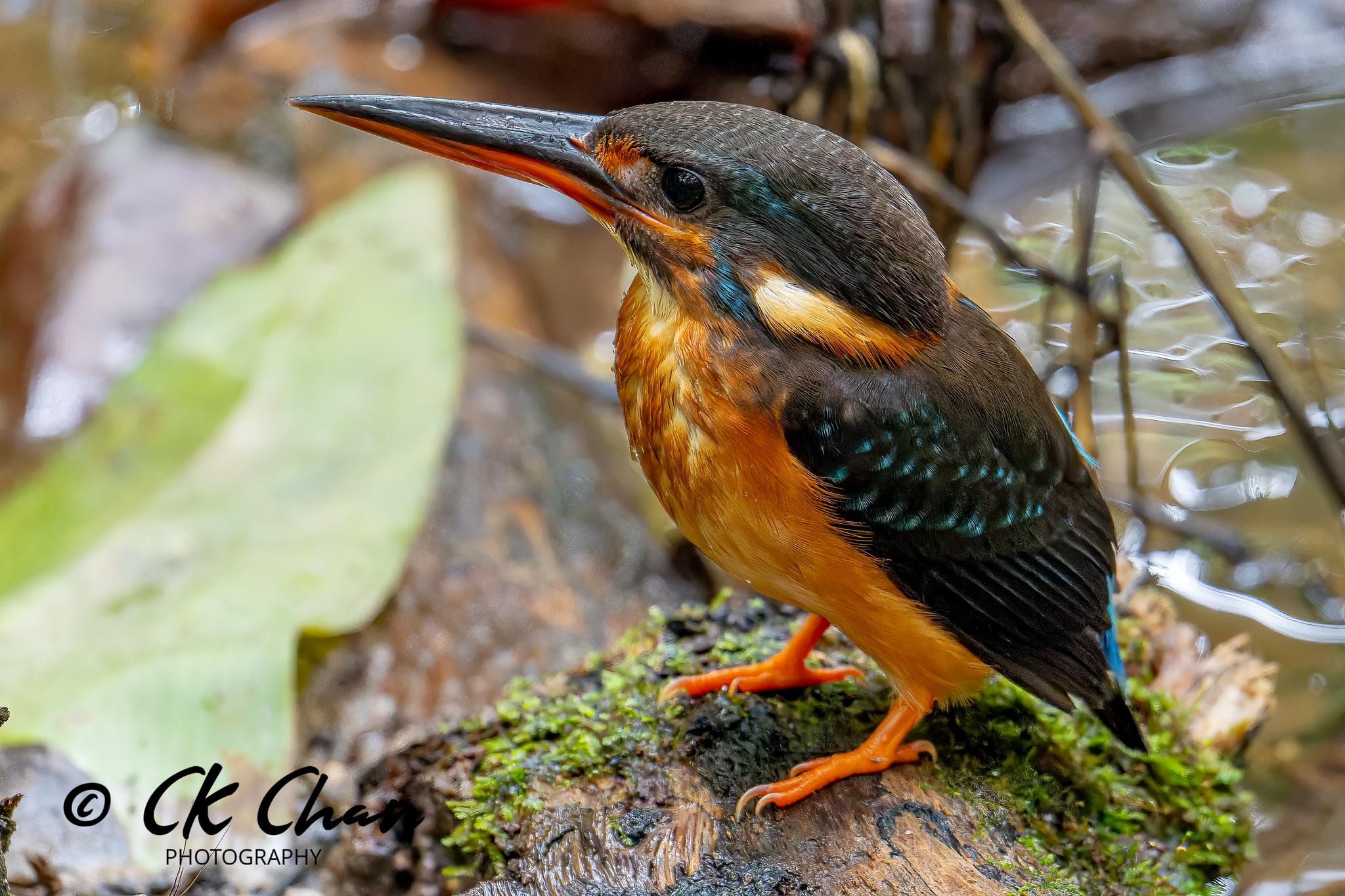 Alcedo peninsulae