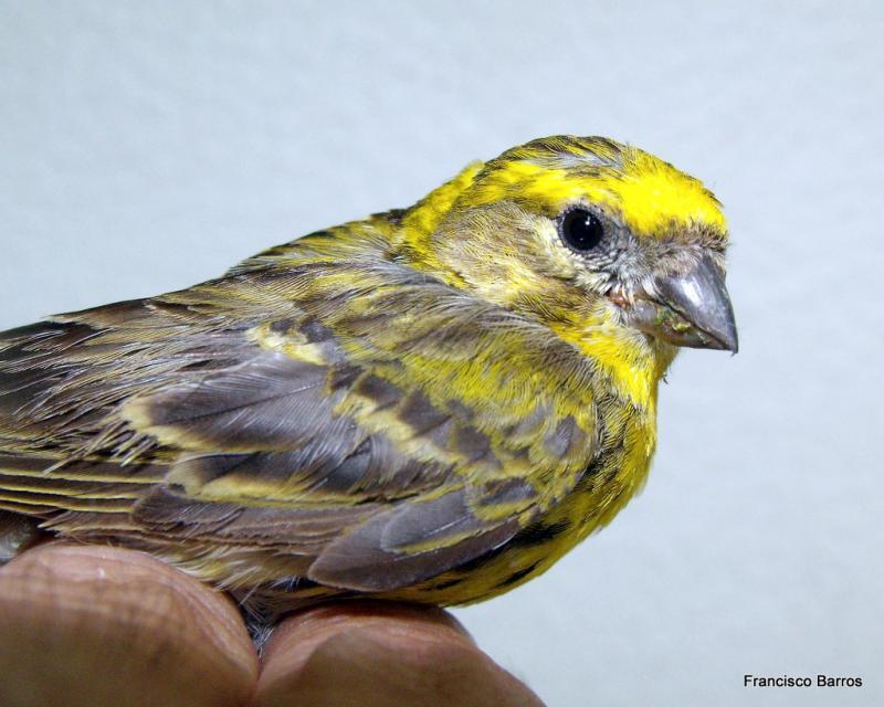 European Serin