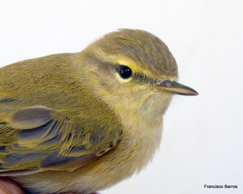 Mosquitero ibérico