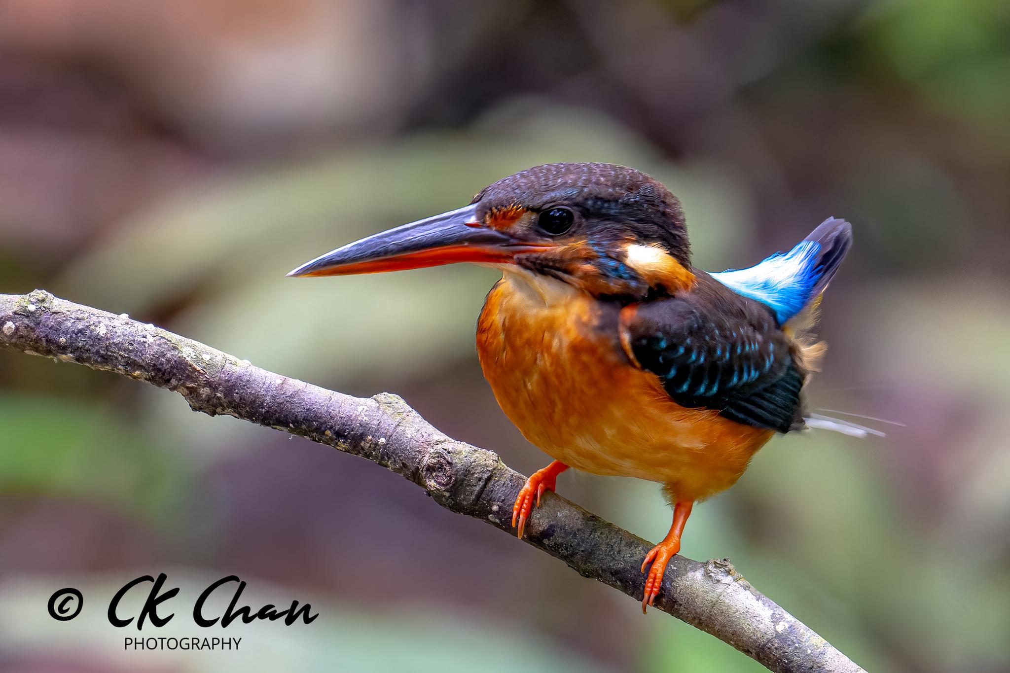Alcedo peninsulae