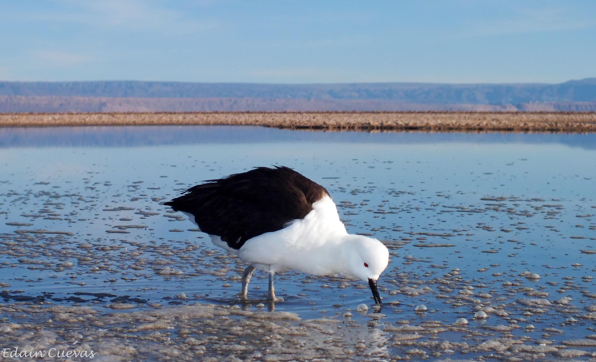 Avoceta andina