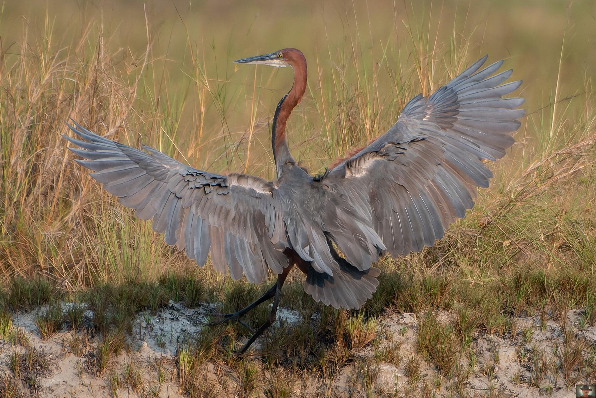 Goliath Heron