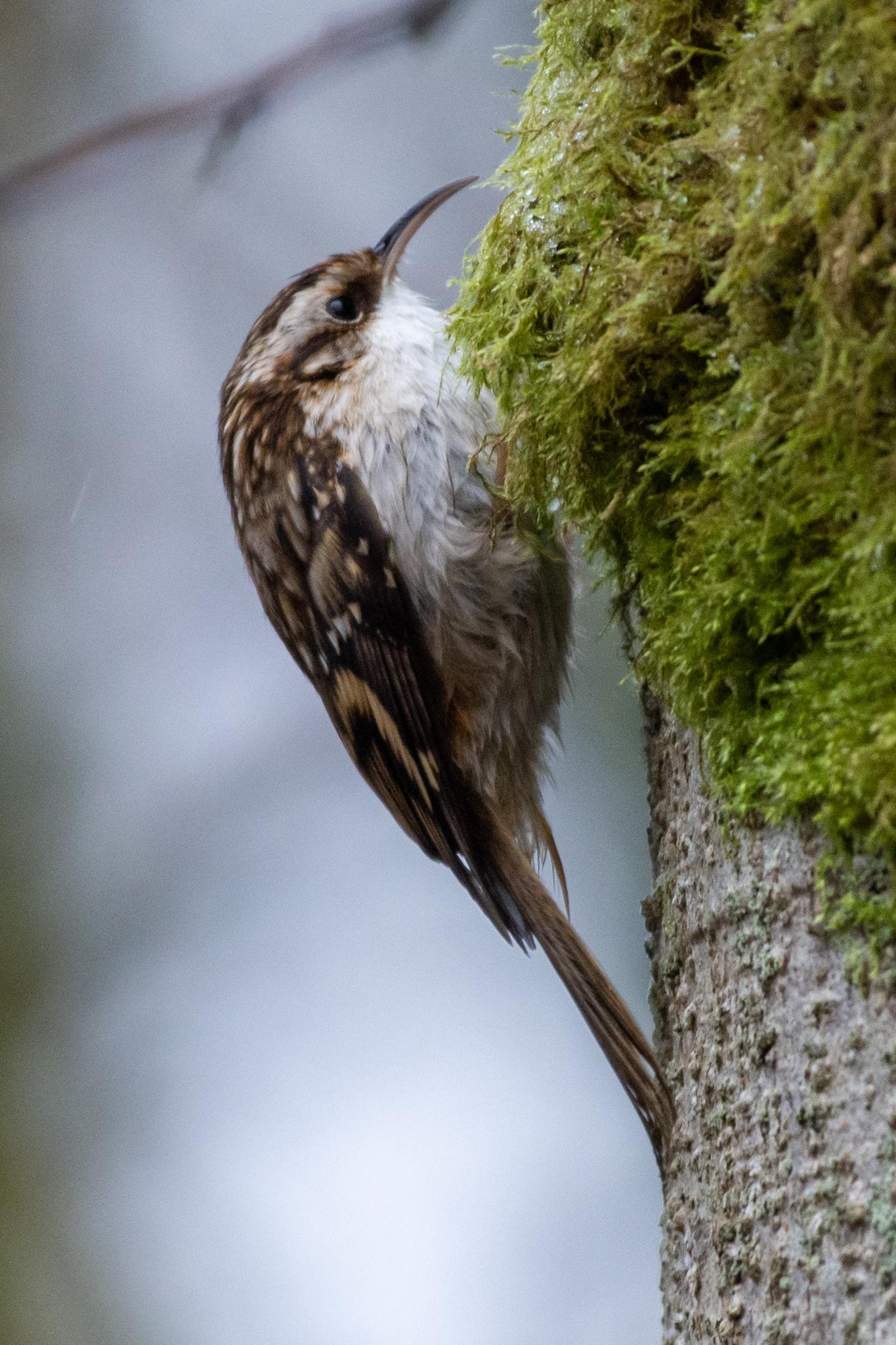 Brown Creeper