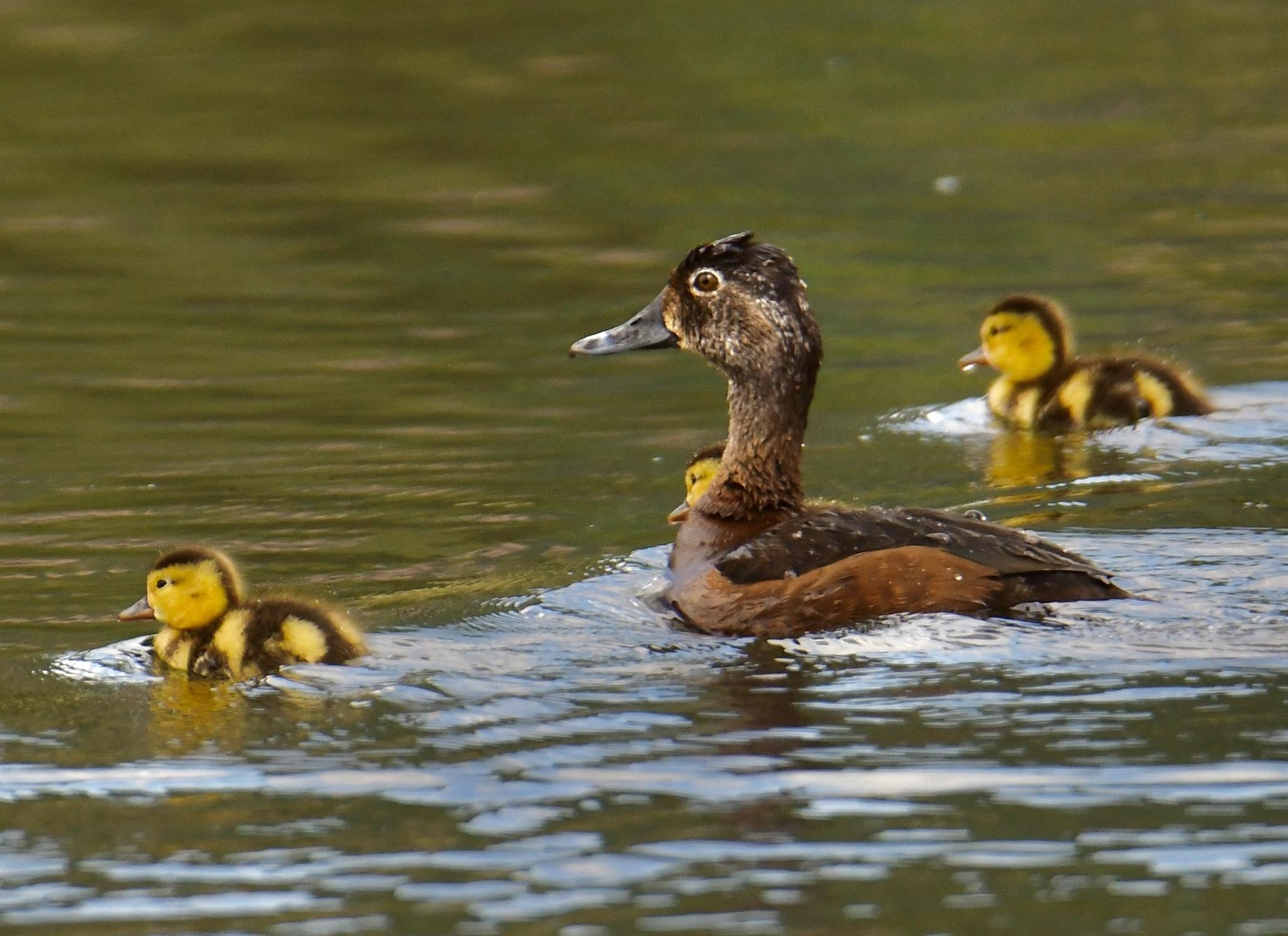 Pato pico anillado