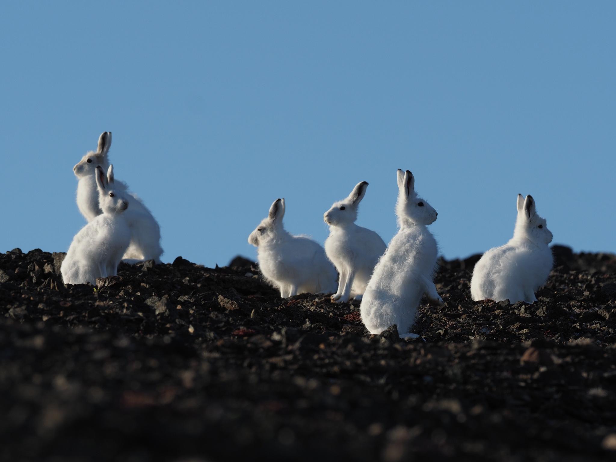 Liebres y conejos