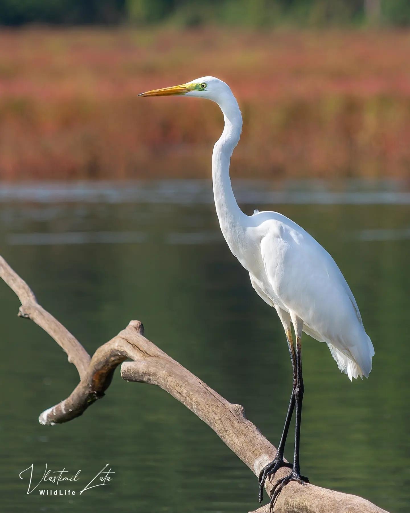 Garza blanca
