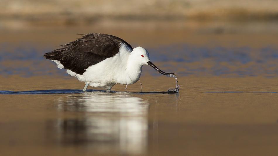 Avoceta andina